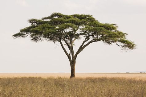 Africa Trees, Jungle Safari Nursery, African Tree, Tree Photos, Acacia Tree, Plants Are Friends, Unique Trees, Tree Tattoo, Fantasy Aesthetic