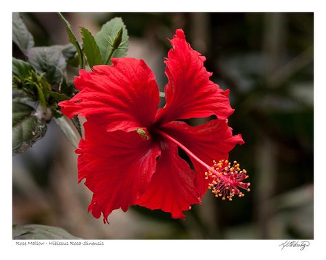 Rose Mallow (Hibiscus Rosa-sinensis) found in Ecuador Rose Mallow, Flower Making, Print Gifts, Ecuador, Hibiscus, Photo Printing, Packaging, Plants, Flowers