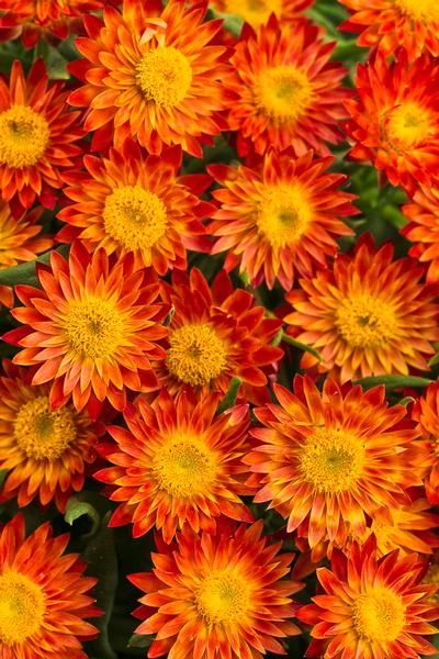 Strawflower “Cottage Bronze” Rabbits, Orange, Plants, Yellow, Flowers, Green