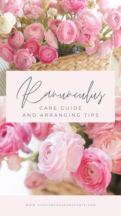 Blogger Stephanie Ziajka shows ranunculus arrangement tips, along with basic flower care tips and an easy pink centerpiece tutorial using only mason jars, a hyacinth basket, and 60 stems of hot pink ranunculus, in today's post on Diary of a Debutante. Click through to read! #ranunculus #flowerarrangement #floraltips Hydrangea And Ranunculus Centerpiece, Ranunculus Floral Arrangements, Ranunculus Table Arrangement, Ranunculus Bridal Bouquet, Cut Flower Food, Ranunculus Garden, Ranunculus Centerpiece, Ranunculus Arrangement, Ranunculus Bouquet