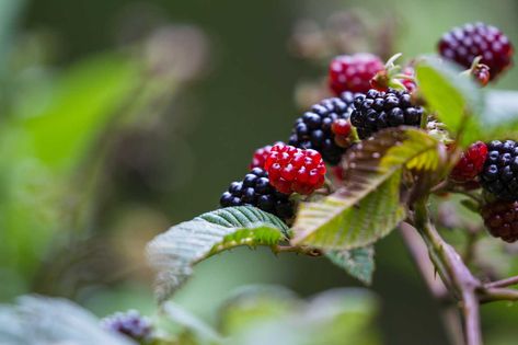 Small Insects, Wild Plants, Edible Plants, Fresh Berries, Protect Yourself, Natural Resources, Great Outdoors, Mother Nature, Pennsylvania