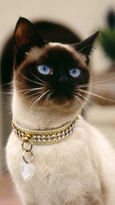 Siam Cat, Cat Accessories, Cat Aesthetic, Cute Kittens, Siamese Cats, Beautiful Cat, Cat Drawing, Beautiful Cats, Image Hd