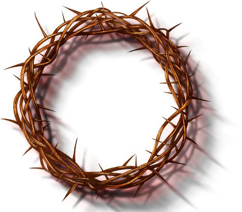 Crown Of Thorns And Nails, Thorns Aesthetic, Crown Thorns, Real Crown, Crown Of Thorns Plant, Jesus Crown, Blooming Succulents, Flowering Succulents, Jesus Tattoo