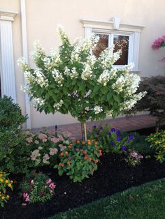 1000+ ideas about Hydrangea Tree on Pinterest | Limelight ... Flower Bed Trees, Paniculata Hydrangea, Front Yard Flowers, Landscaping Shrubs, Hydrangea Tree, Limelight Hydrangea, Small Front Yard Landscaping, Flowering Tree, Front Yard Design