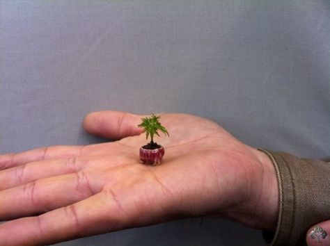 The smallest Bonsai tree (mini Bonsai) It's sooo tiny. Look at the cute little tree. Tiny Bonsai, Bonsai Mame, Bonsai Trees For Sale, Beautiful Bonsai, Mame Bonsai, Mini Bonsai, Japanese Bonsai, Japanese Maple Tree, Guinness Book