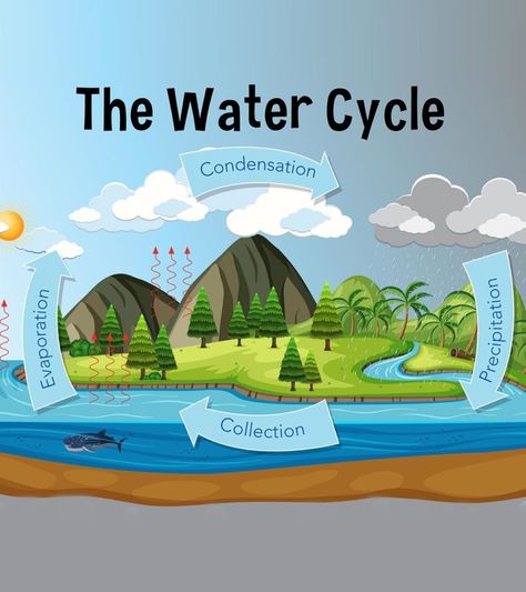 Water Cycle For Kids: Diagram, Information, Facts, And Activities Water Cycle Drawing, Water Cycle Lessons, Water Cycle Model, Water Cycle For Kids, Water Cycle Project, Water Cycle Diagram, Water Cycle Activities, Water Cycle Worksheet, Water Lessons