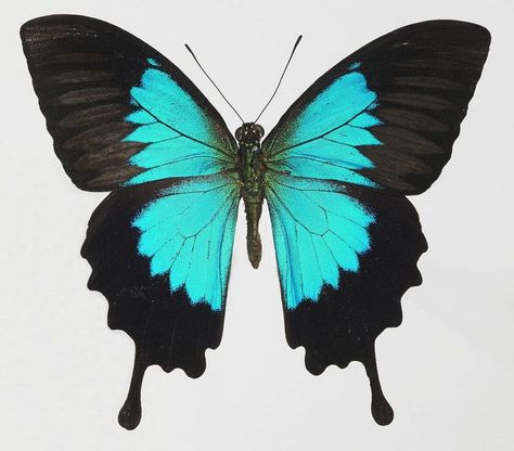 This image shows symmetrical balance because the image is the same on both sides. The butterfly's wings both have the same shape, color, and size. Symmetrical Animals, Symmetrical Butterfly, Swallowtail Butterflies, Symmetrical Balance, Types Of Butterflies, Swallowtail Butterfly, Beautiful Bugs, Colorful Butterfly, Insect Art