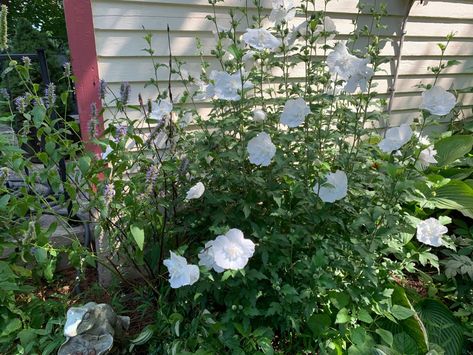 Rose of Sharon Blue Chiffon Rose Of Sharon, Rose Of Sharon Propagation, Rose Of Sharon Standard, White Chiffon Rose Of Sharon, Rose Of Sharon Botanical Illustration, Circle Garden, Sharon White, Rose Of Sharon, The Circle