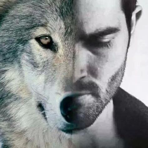 Alpha Werewolf, Teen Wolf Quotes, Wolf Images, Wolf Artwork, Alpha Wolf, Wolf Spirit Animal, Cowboy Horse, Wolf Love, Wolf Pictures