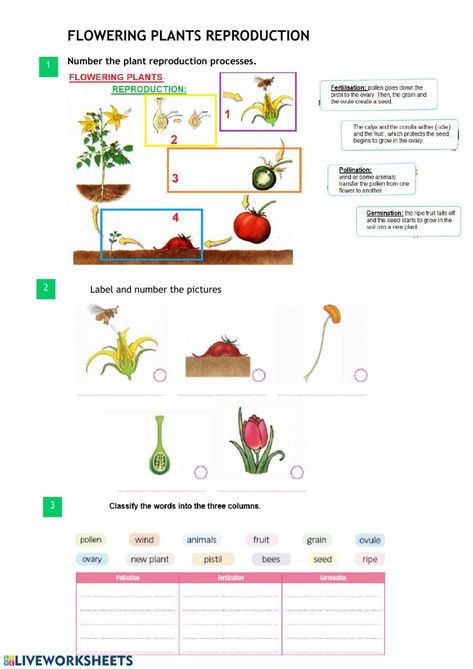 Plant Reproduction, Plants Worksheets, Perimeter Worksheets, Education Templates, 1st Grade Worksheets, Teacher Worksheets, Science Worksheets, The Chase, Educational Worksheets