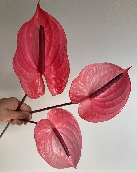 Potomac Floral Wholesale (@potomacfloralwholesale) • Instagram photos and videos Pink Anthurium, Anthurium Flower, Flower Therapy, Wholesale Flowers, Wedding Florist, Horticulture, Candy Colors, Flower Power, Eye Candy