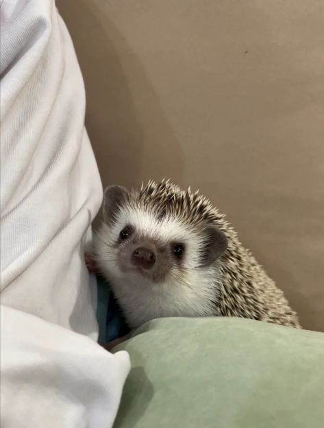 Cute Hedgehog Aesthetic, Adorable Animals Aesthetic, Hedgehog Aesthetic, Rodent Pets, Love Theoretically, Unique Pets, Animals Aesthetic, Ali Hazelwood, One Wheel