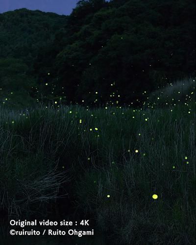 Fireflies In The Woods, Fireflies Photography Real, Field Of Fireflies, Firefly Asthetic, Fireflies Aesthetic Video, Fireflies Aesthetic Wallpaper, Fireflies Video, Firefly Video, Firefly Insect