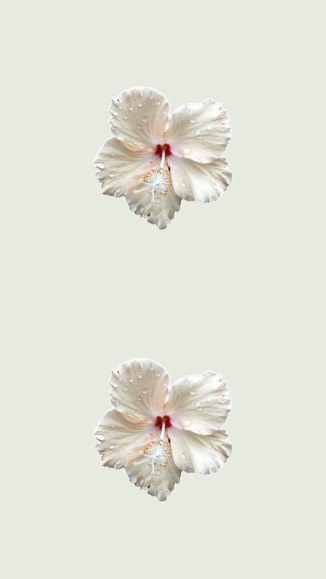 Pearls Aesthetic Wallpaper, White Hibiscus Flower, Pearls Aesthetic, White Hibiscus, Boquette Flowers, Flower Icons, Cream Aesthetic, Png Icons, Flowers Wallpaper