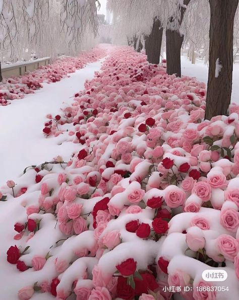 Snow Flower Aesthetic, Diffrent Aesthics, Flowers In Snow, Frozen Roses, February Wallpaper, Pretty Flowers Pictures, Snow Rose, Frozen Rose, Luxury Flower Bouquets