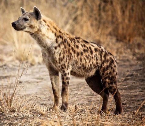 Spotted hyena Hyena Animal, Wild Animals List, Brown Hyena, Striped Hyena, Spotted Hyena, Animal Spirit Guide, African Wild Dog, Animal Study, List Of Animals