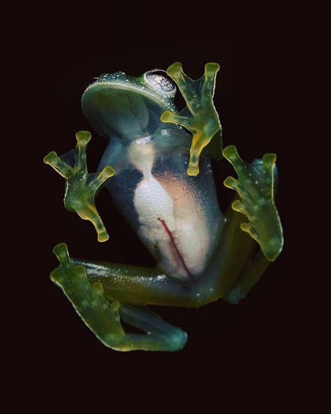 What frog has white spots on its back, translucent skin on its underside, and pale green bones? The powdered glass frog (Teratohyla… Translucent Skin, Forest Habitat, Glass Frog, Pink Tumblr Aesthetic, Bio Art, Art Folder, Graphic Wallpaper, Weird Creatures, Reptiles And Amphibians