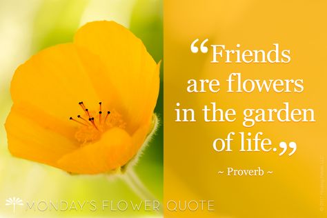 Quotes About Friends And Flowers, Short Flower Quotes, Quotes About Flowers Blooming, Christian Friendship Quotes, Flower Quotes Inspirational, Floating Petals, Quote Friends, Inspirational Quotes About Friendship, Love Friendship Quotes