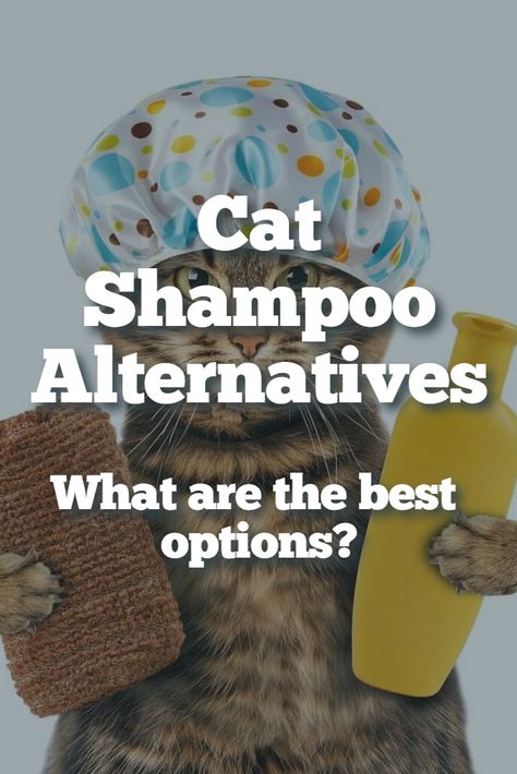 Looking for some cat shampoo alternatives? In this article, you'll discover the best options on the market in addition to how to make cat shampoo at home. Cat Shampoo Diy Homemade, Homemade Cat Shampoo, Diy Cat Shampoo, Shampoo Alternative, Shampoo Recipe, Cat Shampoo, Smelly Cat, Diy Shampoo, Cat Dander