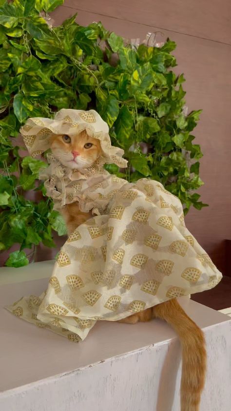 august_thegingercat on Instagram: what do you think of this look?🤍 • * • * #catlady #explore #explorepage✨ #catsofinstagram #catsofig #reels #reelsinstagram #reelsindia… Cute Cats Dressed Up, Cats In Dresses, Cats Wearing Clothes Aesthetic, Bracelets 2023, Cats In Hats Aesthetic, Cat In Victorian Clothes, Cat Dressed Up, Cat Dress, Her Outfits