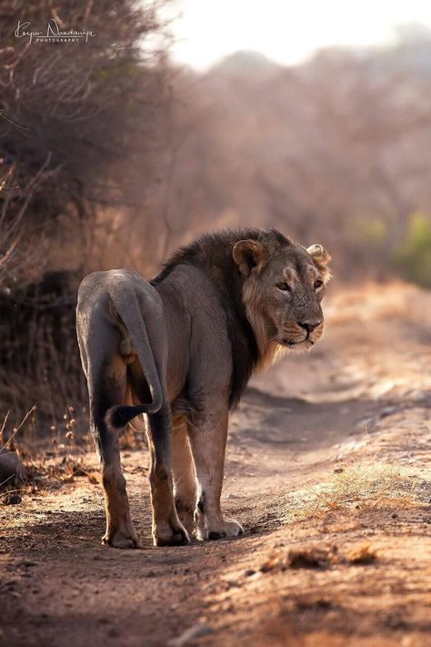 Sasan Gir Junagadh Sasan Gir, Gir Forest, Fairs And Festivals, Cute Lion, Wildlife Photography, Google Chat, Monument, Blog Post, Lion