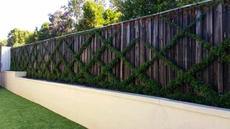 Jasmine trellis diamond shape garden before blooming. Jasmine Fence Climber, Jasmine Trellis, Backyard Trellis, Grey Fences, Spec House, Wire Trellis, Vine Trellis, Pvc Fence, Trellis Fence