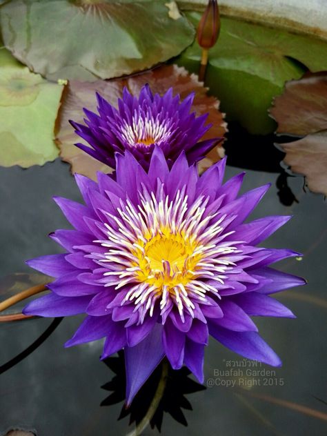 Lily Pond Water Lilies Art, Purple Flowers Garden, Lotus Plant, Blue Lotus Flower, Virtual Flowers, Garden Entrance, Flower Studio, Lily Pond, Beautiful Flowers Wallpapers