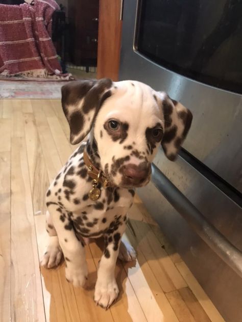 Dalmatian Mix Breeds, Dogs With Spots, Brown Dalmatian, Beach Outing, Dalmatian Puppy, Image Swag, Hapkido, Very Cute Dogs, Really Cute Dogs