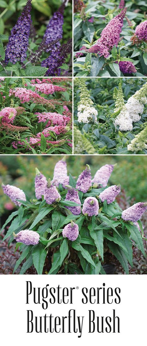 There's a reason these petite flowering shrubs are often referred to as a butterfly bush, and the bonus is hummingbirds like them too! From top left clockwise: Pugster Blue, Pugster Periwinkle, Pugster White, Pugster Amethyst and Pugster Pink. Pugster Amethyst Butterfly Bush, Pugster Blue Butterfly Bush, Pugster Butterfly Bush, Butterfly Bush Landscaping, Backyard Ideas Landscaping, Foundation Shrubs, Basic Backyard, Butterfly Bush Care, Butterfly Bushes