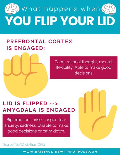 Flip Your Lid Brain Activity, Prefrontal Cortex Exercises, Flipping Your Lid, Regulate Emotions Adults, Flip Your Lid, Model Of The Brain, Creative Mindfulness, Whole Brain Child, Empathy And Compassion