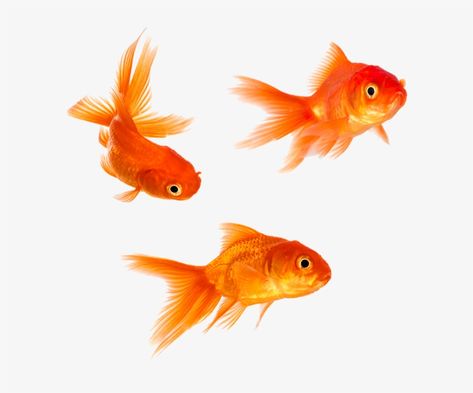 Transparent Fish, Fish Icon, Arte Grunge, Fish Vector, Png Aesthetic, Animal Magic, Png Graphics, Png Icons, Ap Art