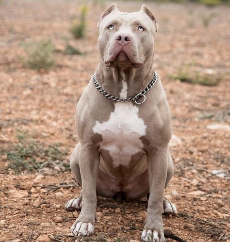 XXL American Bully -XXL Luxor Bullys XL Pitbull Xxl Pitbull, Bully Xl American, Xxl American Bully, American Bully Xxl, Xl Bully Puppies, Xl Bully Pitbull, Xl Bully Dog, Xl Bullies, Xl American Bully