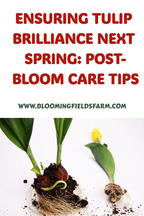 Properly tending to tulips after they have bloomed is crucial in order to enjoy their beauty in your garden season after season. Learn the best practices for caring for tulips post-bloom to ensure their longevity and vibrant display year after year. Tulip Care, Tomato Fertilizer, Tulip Bulbs, Christmas Cactus, Seasonal Garden, Replant, Edible Plants, Organic Matter, Companion Planting