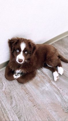 Red Aussie, Mini Australian Shepherd Puppies, Mini Aussie Shepherd, Miniature Aussie, Miniature Australian Shepherd Puppies, Cutest Dog Breeds, Mini Australian Shepherd, Mini Australian Shepherds, Miniature Australian Shepherd