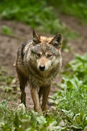 Ecological Restoration, Mexican Wolf, Mexican Gray Wolf, Gray Wolf, Christmas Board, Red Wolf, Super Secret, Grey Wolf, Beautiful Animals