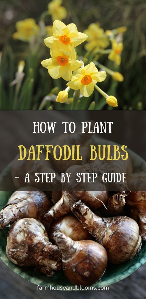 wo pictures, one of daffodil flowers, and one of daffodil bulbs Planting Daffodil Bulbs, Daffodils Planting, Diy Container Gardening, Growing Cut Flowers, Perennial Bulbs, Daffodil Bulbs, Daffodil Flower, Flower Care, Spring Bulbs