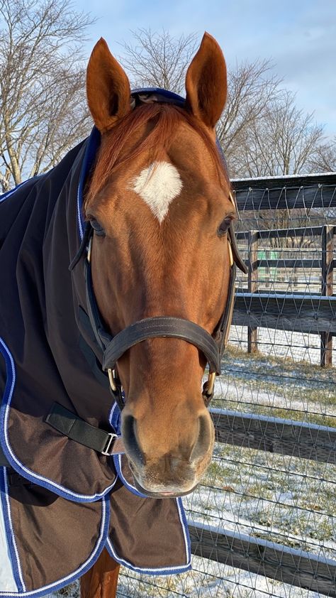 Chestnut Thoroughbred, Thoroughbred, Horse Racing, Animal Kingdom, Chestnut, Horses, Animals