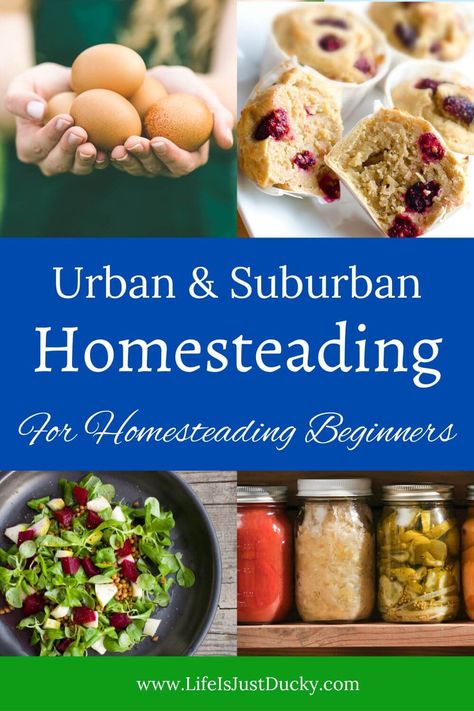 Can you homestead when you don't have land? Yes you can! Urban homesteading and suburban homesteading can be very satisfying. Start your backyard homestead today. Apartment Backyard, Homestead Land, Backyard Homestead, Homestead Farm, Urban Homesteading, Diy Garden Projects, Grow Your Own Food, Growing Food, Growing Vegetables