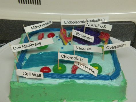 Edible Plant Cell Cake Plant Cell Cake, Edible Animal Cell, 3d Plant Cell, Cell Cake, 3d Animal Cell, Plant Cell Project, Edible Cell, Cell Model Project, Plant Cell Model