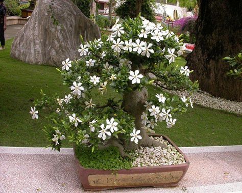 Jasmine Bonsai, Crepe Jasmine, Jasmine Tree, Jasmine Plant, Tree Plan, Sweet Fragrance, Bonsai Art, Bonsai Plants, Potted Trees