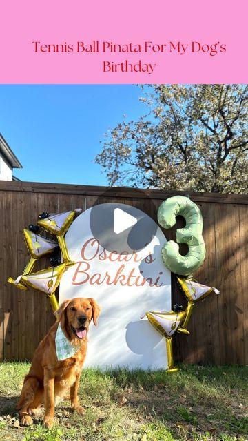 Instagram Dog, Themed Events, Dog Birthday, Party Party, Worth It, Kid Stuff, On Time, Made It, Golden Retriever