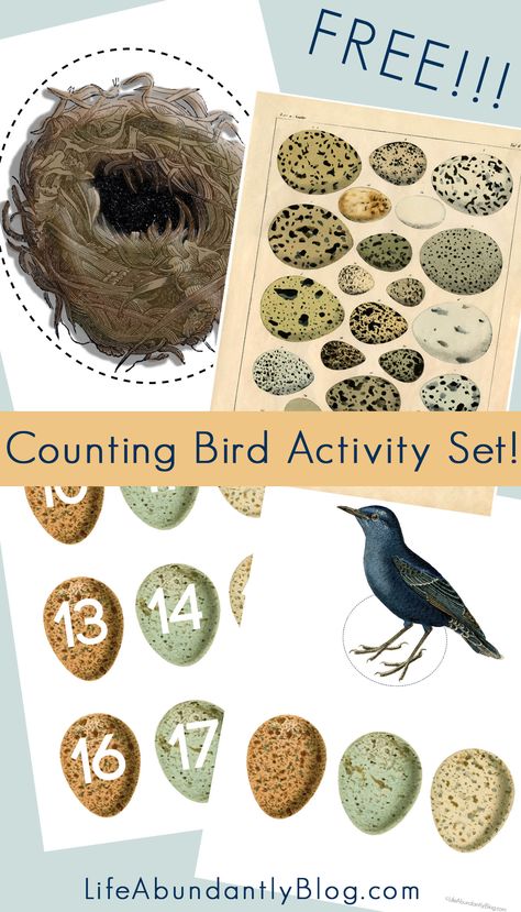 GORGEOUS activity kit for preschoolers all the way through elementary to be used for multiplication, basic counting, subtraction, addition, number recognition- using gorgeous vintage birds and eggs. Oviparous Animals, Birds For Kids, Forest School Activities, Set Life, Nature School, Spring Preschool, Free Bird, Birds Nest, Bird Theme