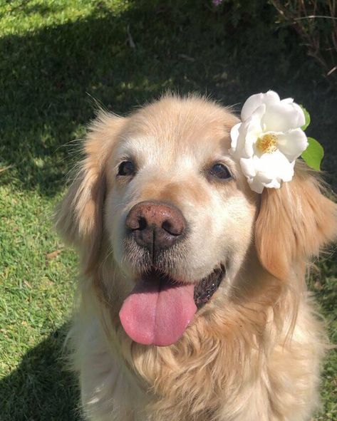 Golden Dog Aesthetic, Cute Puppy Pfp, Aesthetic Dog Pfp, Goofy Dog, Cute Dogs Images, Very Cute Puppies, Cat Pfp, Royalty Aesthetic, Cute Animals Puppies