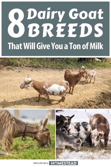 All goats produce milk, but not all are great dairy breeds. Learn about 8 excellent dairy goat breeds here. #goats #homesteading Milking Goats Breeds, Dairy Goat Breeds, Goat Hay Feeder, Milk Goats, Goat Breeds, Goat Milking, Witchy Garden, Mini Goats, Raising Farm Animals