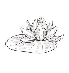 Water Lilly Sketch, Water Lily Flower Sketch, Waterlily Drawing Simple, Water Flower Drawing, Louts Flower Drawing, Waterlily Sketch, Lotus Sketch Drawing, How To Draw Lotus, Lotus Drawing Simple