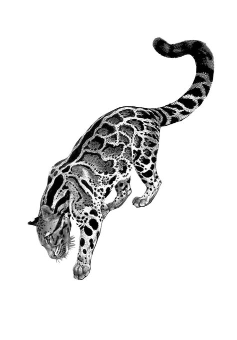 Animal Headdress Tattoo, Cheetah Hip Tattoo, Jungle Cat Tattoo, Jaguar Skull Tattoo, Bengal Cat Tattoo, Clouded Leopard Tattoo, Big Cat Tattoos, Ocelot Tattoo, Wild Cat Tattoo