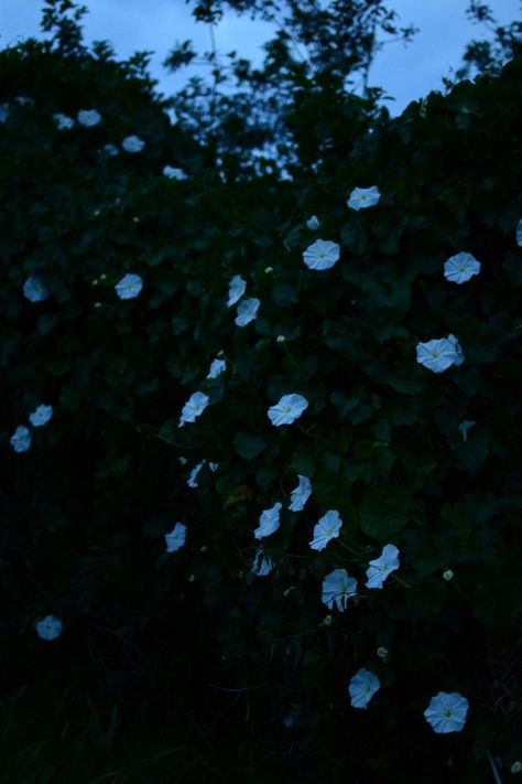 Moonflower Photography, Moonflowers Aesthetic, Moonflower Wallpaper, Moonflower Aesthetic, Moon Flower Aesthetic, Moon Palette, Rachel Griffin, Bly Manor, Moon Flowers