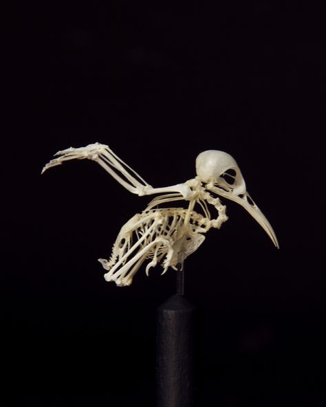 Hummingbird skeleton encased in tiny Victorian glass dome. - found on Ayre&co Hummingbird Skeleton, Flying Kingfisher, Skeleton Taxidermy, Hummingbird Skull, Animal Skeleton, Animal Captions, Anatomy Bones, Skeleton Anatomy, Museum Interior