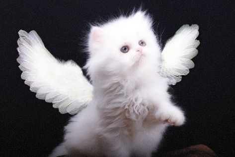 Angel Kitten, 2013 Swag Era, Silly Cats Pictures, Face Reveal, Silly Animals, Funny Cute Cats, Silly Cats, Cat Pics, Cute Icons