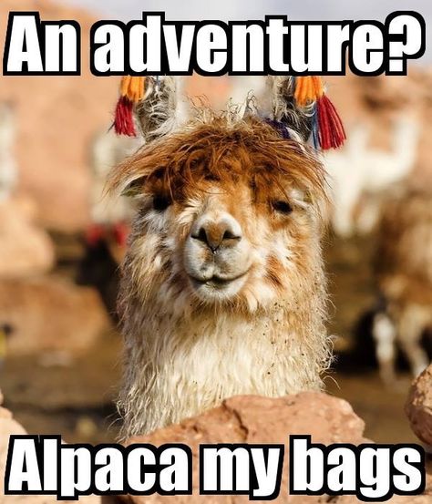 Gangsta Art, Llama Face, Alpaca My Bags, Cute Alpaca, Llama Alpaca, My Bags, Spanish Classroom, The Keep, Class B